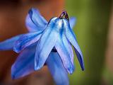 Little Blue Flower_DSCF01228